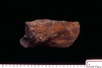 藏品(犀牛掌(跗)骨上半部)的圖片